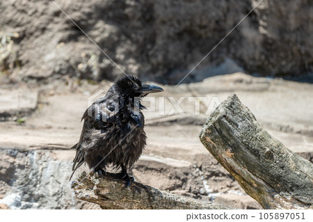 烏鴉(腐肉烏鴉) 烏鴉(腐肉烏鴉) 105897051