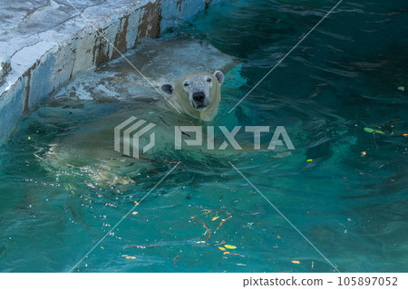 天王寺動物園北極熊 105897052