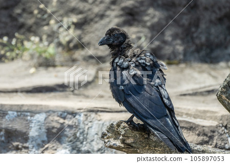 烏鴉(腐肉烏鴉) 烏鴉(腐肉烏鴉) 105897053