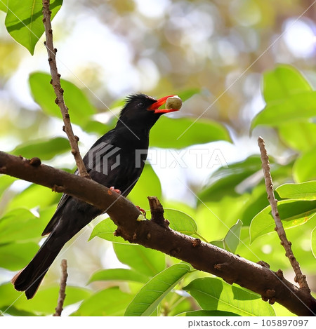 黑鵯在雀榕樹上吃果實 105897097