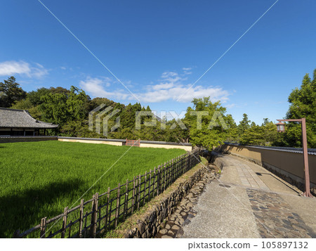 生長著新鮮綠苗的東大寺二月堂九田 生長著新鮮綠苗的東大寺二月堂九田 105897132
