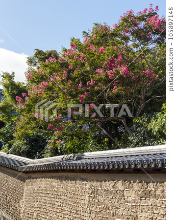 Crape myrtle flowers blooming on the back approach to Nigatsu-do Crape myrtle flowers blooming on the back approach to Nigatsu-do 105897148
