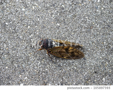 阿布拉蟬落在路上 105897393