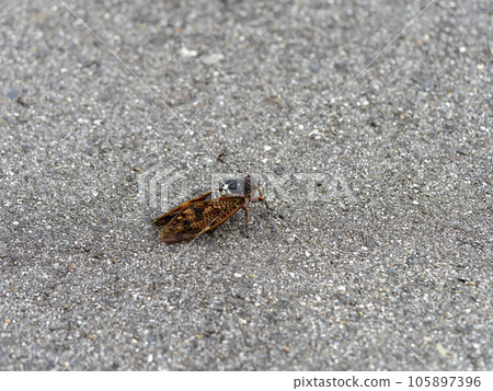 Abra cicada landed on the road Abra cicada landed on the road 105897396