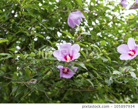 The flower of the tree flower blooming in the hills and fields The flower of the tree flower blooming in the hills and fields 105897934