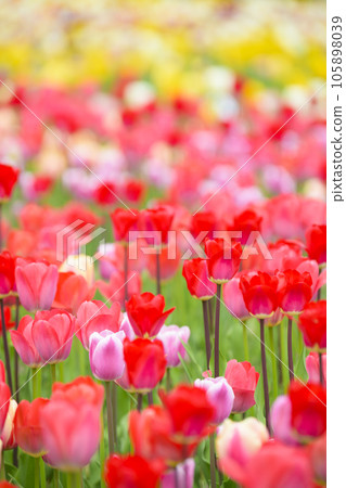 鬱金香盛開 105898039