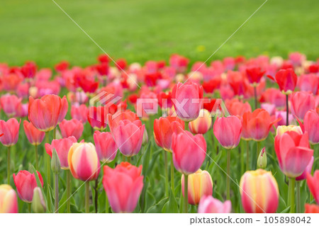 盛開的鬱金香（+草坪） 105898042