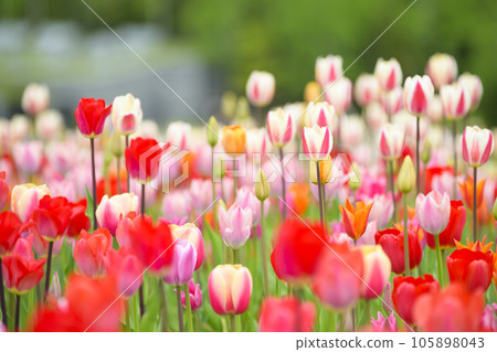 鬱金香盛開 105898043