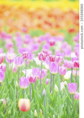 鬱金香盛開 105898060