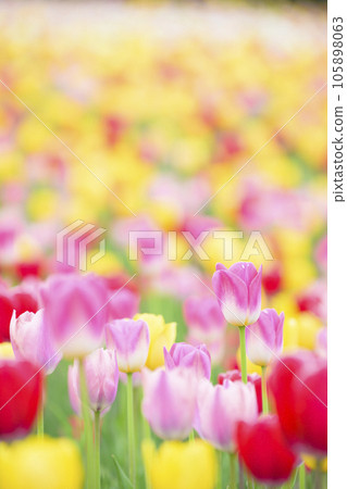 Tulips in full bloom Tulips in full bloom 105898063