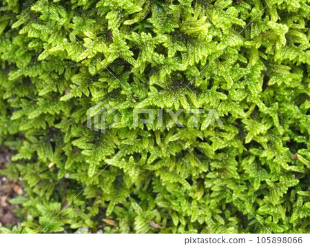 Ecological photograph of moss Ecological photograph of moss 105898066
