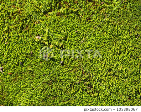 苔蘚的生態照片 苔蘚的生態照片 105898067