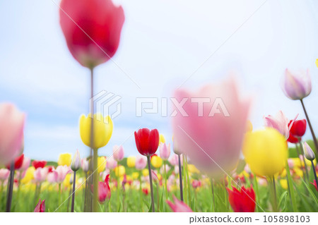 鬱金香和藍天在盛開 105898103