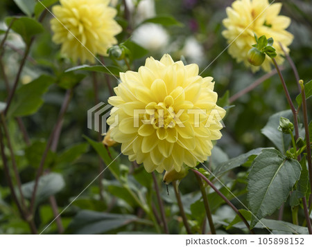 Yellow dahlia blooming in a botanical garden Yellow dahlia blooming in a botanical garden 105898152