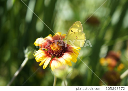 Colia butterfly and Gaillardia Colia butterfly and Gaillardia 105898572
