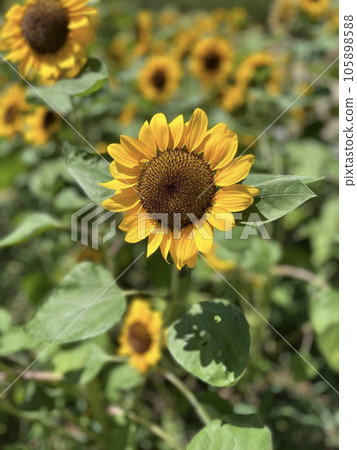 向日葵 向日葵 105898588