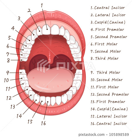 口腔,恆牙,牙齒,恆牙圖表,插圖 口腔,恆牙,牙齒,恆牙圖表,插圖 105898589
