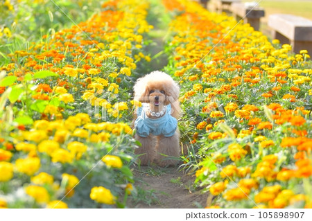 marigold and toy poodle 105898907