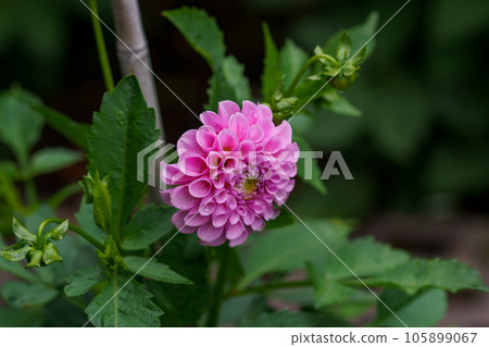 Gorgeous pink dahlias. Perennial dahlia flowers, hobby, gardening. Gorgeous pink dahlias. Perennial dahlia flowers, hobby, gardening. 105899067