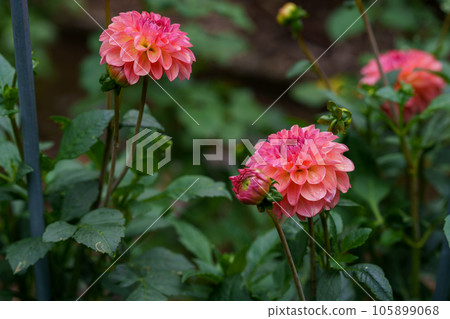 Gorgeous pink dahlias. Perennial dahlia flowers, hobby, gardening. Gorgeous pink dahlias. Perennial dahlia flowers, hobby, gardening. 105899068