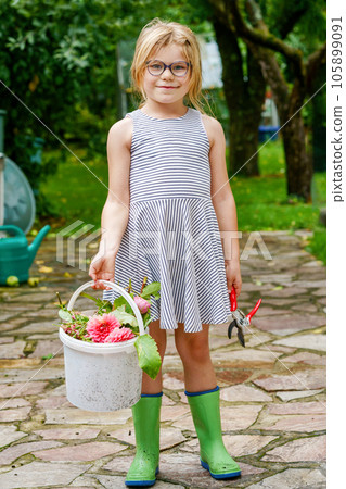 Little girl cutting dahlia flowers. Cute happy child holding bucket with flowers and scissors. Preschool kid helping, gardening hobby. Little girl cutting dahlia flowers. Cute happy child holding bucket with flowers and scissors. Preschool kid helping, gardening hobby. 105899091