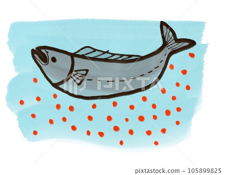 鮭魚產卵 105899825