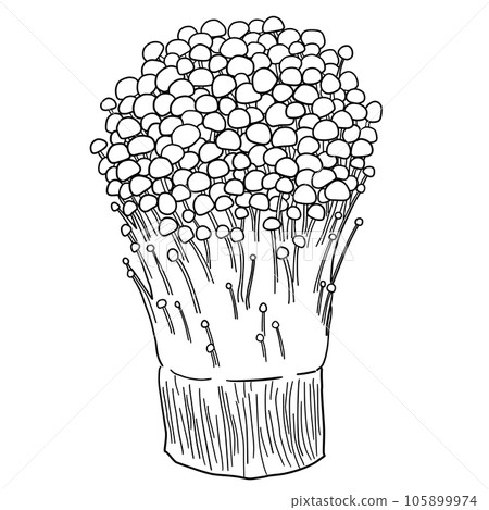 Enoki mushroom line drawing illustration 105899974