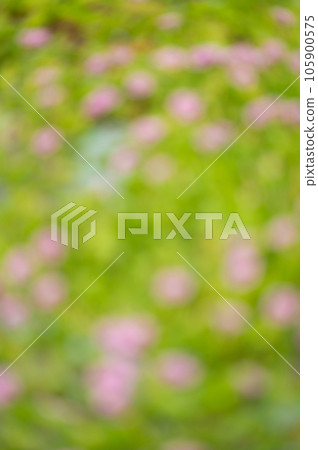 Blurred morning glory flower background 105900575