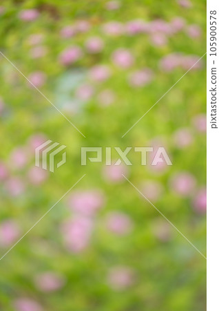 Blurred morning glory flower background 105900578