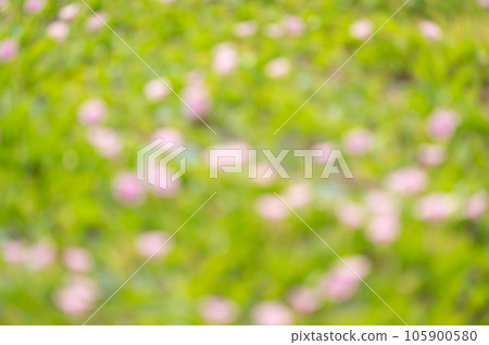 Blurred morning glory flower background Blurred morning glory flower background 105900580