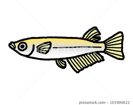 青鱂/雄性 105900622