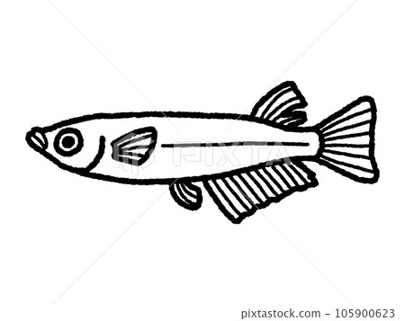 青鱂,男性,線條畫 青鱂,男性,線條畫 105900623