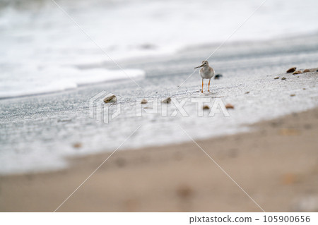A sledgehammer looking for food on the beach 105900656