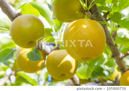 Pear fruit in the orchard Tottori red pear 105900730