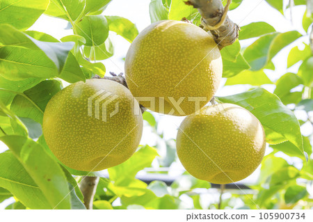 Pear fruit in the orchard Tottori red pear 105900734