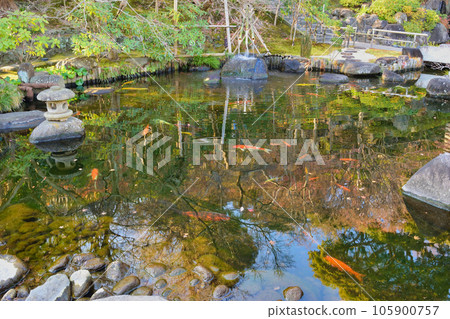 Free Life Pond at Hasedera Temple in Kamakura Free Life Pond at Hasedera Temple in Kamakura 105900757