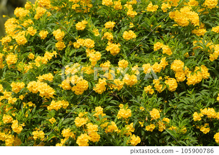 Yellow flower and green leaf background. Yellow flower and green leaf background. 105900786