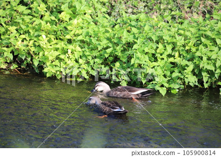 Spot-billed duck swimming while looking for food 105900814