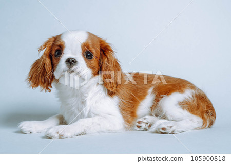 Portrait of Cavalier King Charles Spaniel lying on floor. Funny puppy resting indoor. Baby dog with red and white fur. Portrait of Cavalier King Charles Spaniel lying on floor. Funny puppy resting indoor. Baby dog with red and white fur. 105900818