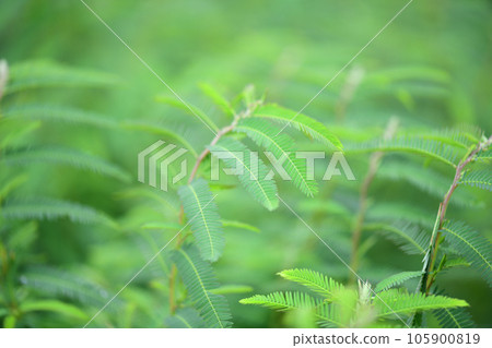 Pinnate compound leaf of Kawaraketsumei 105900819