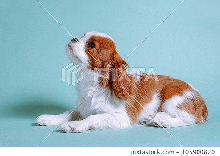 Little Cavalier King Charles Spaniel puppy relaxing on floor in house. Doggy child looking up with big, dark eyes. Little Cavalier King Charles Spaniel puppy relaxing on floor in house. Doggy child looking up with big, dark eyes. 105900820