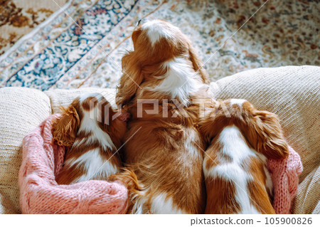 Big dog Cavalier King Charles Spaniel and two little ones rest on blanket. Canines with red and white fur lie on sofa. Big dog Cavalier King Charles Spaniel and two little ones rest on blanket. Canines with red and white fur lie on sofa. 105900826