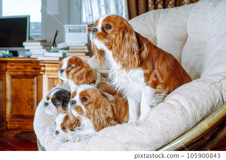 Portrait of five spaniels relax on armchair at home. Dog with black-white hair and four red-white canines together. Portrait of five spaniels relax on armchair at home. Dog with black-white hair and four red-white canines together. 105900843