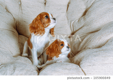 Portrait of two red-white little spaniels resting together on armchair. Twins watch to side while resting on big chair. Portrait of two red-white little spaniels resting together on armchair. Twins watch to side while resting on big chair. 105900849