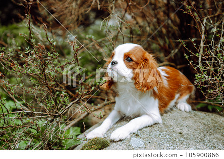 Fantastic spaniel puppy with red-white fur lying on grey rock on warm day. Adorable dog chilling among tree branches. 105900866