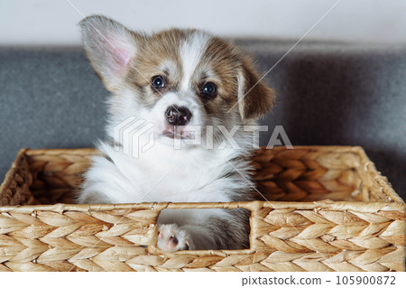 Portrait of amazing brown white puppy of welsh pembroke corgi looking out of wicker basket with raised ear. Pet love. Portrait of amazing brown white puppy of welsh pembroke corgi looking out of wicker basket with raised ear. Pet love. 105900872