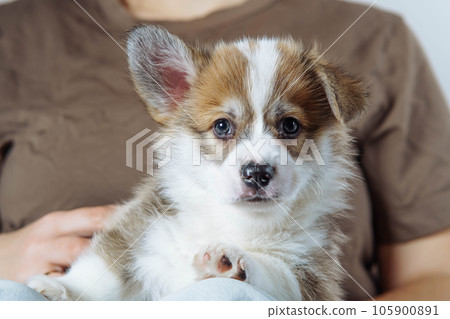 Portrait of serious brown white puppy of welsh pembroke corgi lying with raised ear on legs of unrecognizable woman. Portrait of serious brown white puppy of welsh pembroke corgi lying with raised ear on legs of unrecognizable woman. 105900891