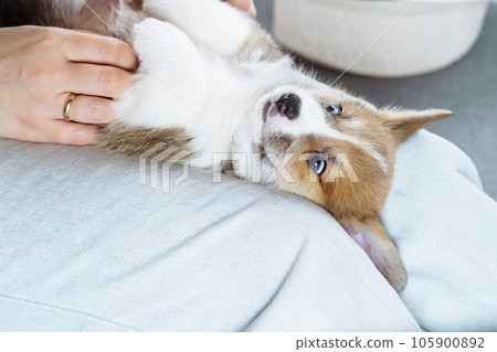 Top view of funny brown white puppy of welsh pembroke corgi lying on legs of unrecognizable woman sit tickling dog. Top view of funny brown white puppy of welsh pembroke corgi lying on legs of unrecognizable woman sit tickling dog. 105900892