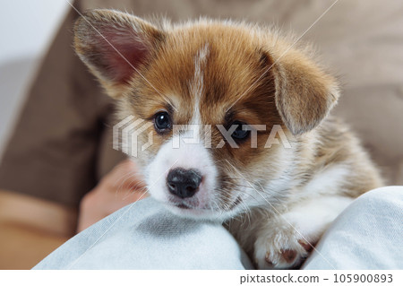 Portrait of little brown white puppy of dog welsh pembroke corgi sitting on jeans of unrecognizable woman, raising ear. 105900893