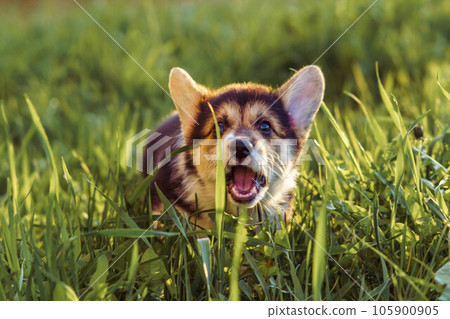 Funny dog Pembroke Welsh Corgi barking while travelling around area. Puppy with opened mouth standing on lawn and yap. Funny dog Pembroke Welsh Corgi barking while travelling around area. Puppy with opened mouth standing on lawn and yap. 105900905